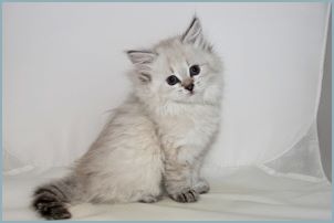 Female Siberian Kitten from Deedlebug Siberians